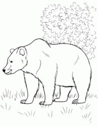 A bear walks in the woods