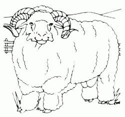 A big mutton sheep