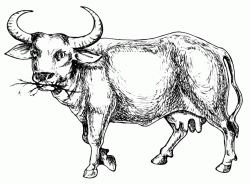 A bull that eats grass