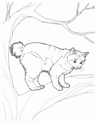 A cat on the branch