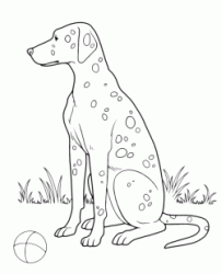 A Dalmatian wants to play with his ball