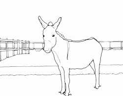 A donkey in the fence