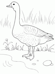 A goose near the shore
