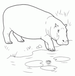 A hippo is entering into the pond