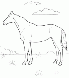 A horse on the prairie