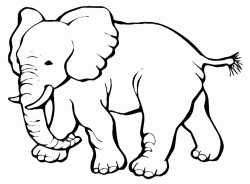 A little elephant