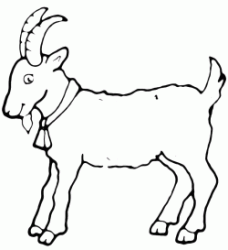 A nice goat