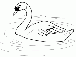 A swan in the pond