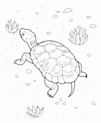A turtle walking slowly