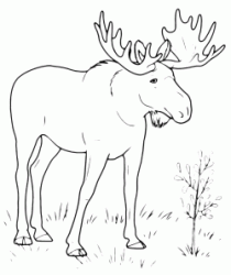 An elk in the woods