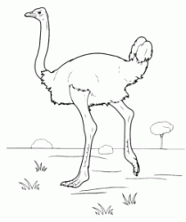 An ostrich walking on the prairie