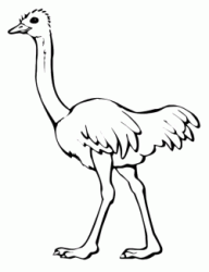 An ostrich walking