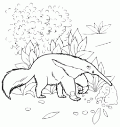 Anteater searches for food in the woods