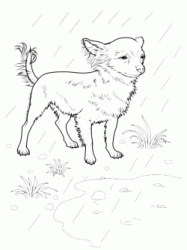 Chihuahua in the rain