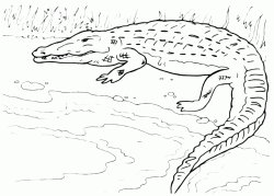 Crocodile is entering in the river