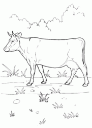 The cow grazing
