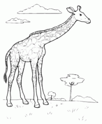 The giraffe in the savannah