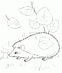 The hedgehog sniffs a mushroom