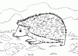 The hedgehog walking in the leaves
