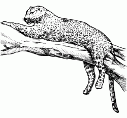 The leopard rests on the branch