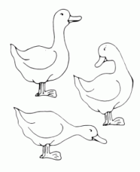 Three ducks eat in the farmyard