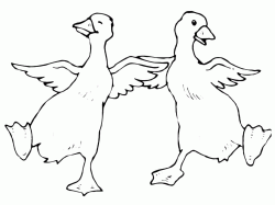 Two ducks are dancing