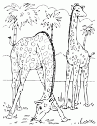Two giraffes graze