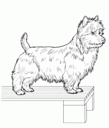 West Highland White Terrier on a table