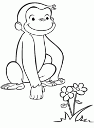 George the monkey observes a flower