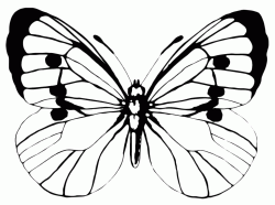 A butterfly with open wings