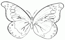 A butterfly with two giant wings