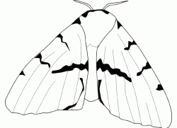 A butterfly with very large wings
