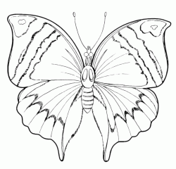 A butterfly with wings with a special design