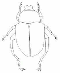 A giant beetle