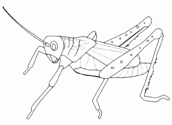 A grasshopper ready to jump