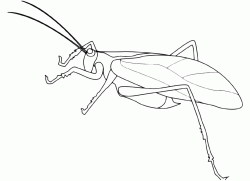 A grasshopper resting