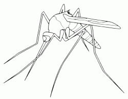 A mosquito with a big sting