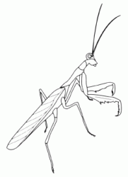 A praying mantis can catch other insects with its strong front legs