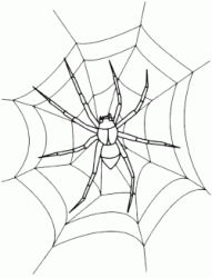 A spider on the spider web