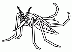 An angry mosquito