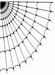 An empty spider's web