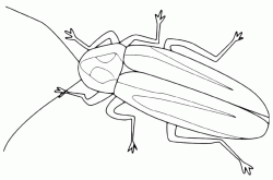An insect with long antennas