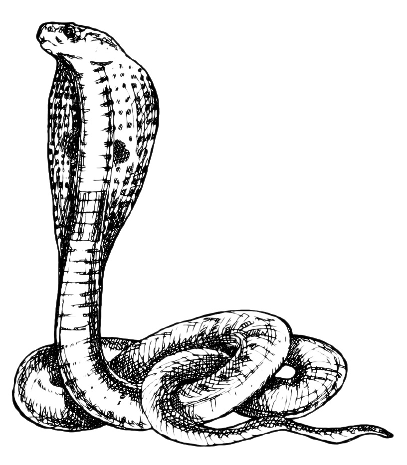 Animals - Cobra snake